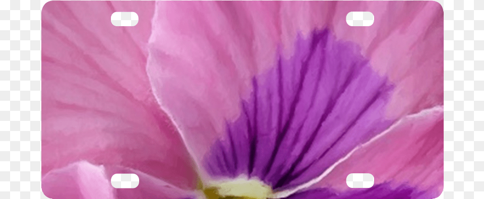 Pink And Purple Pansy Classic License Plate Petunia, Flower, Petal, Plant, Anemone Png Image