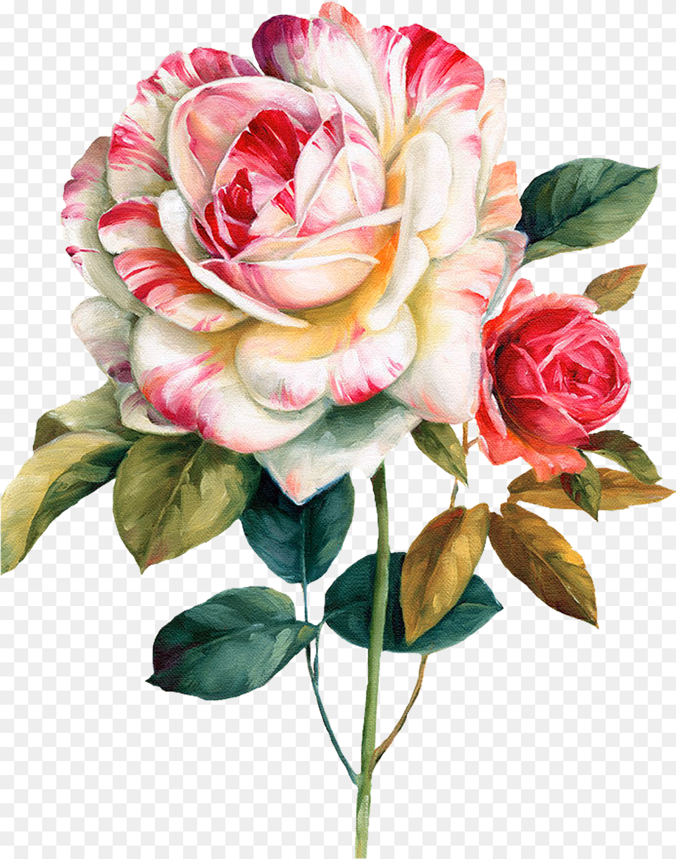 Pink And Red Roses Flower Watercolor Painting Floral Design Flowers Transparent Background, Plant, Rose, Flower Arrangement, Flower Bouquet Png Image