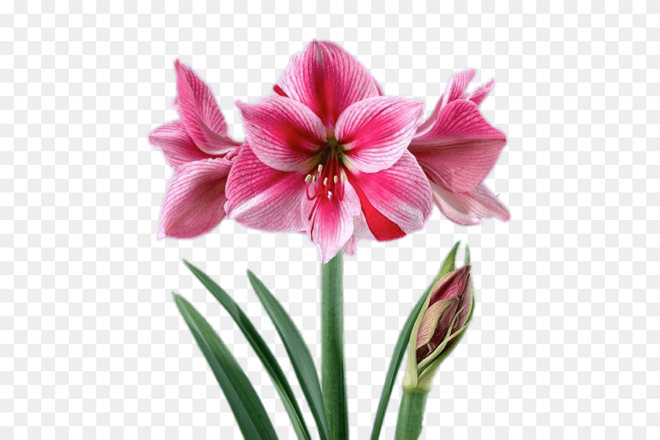 Pink And White Amaryllis, Flower, Plant, Geranium Free Png Download