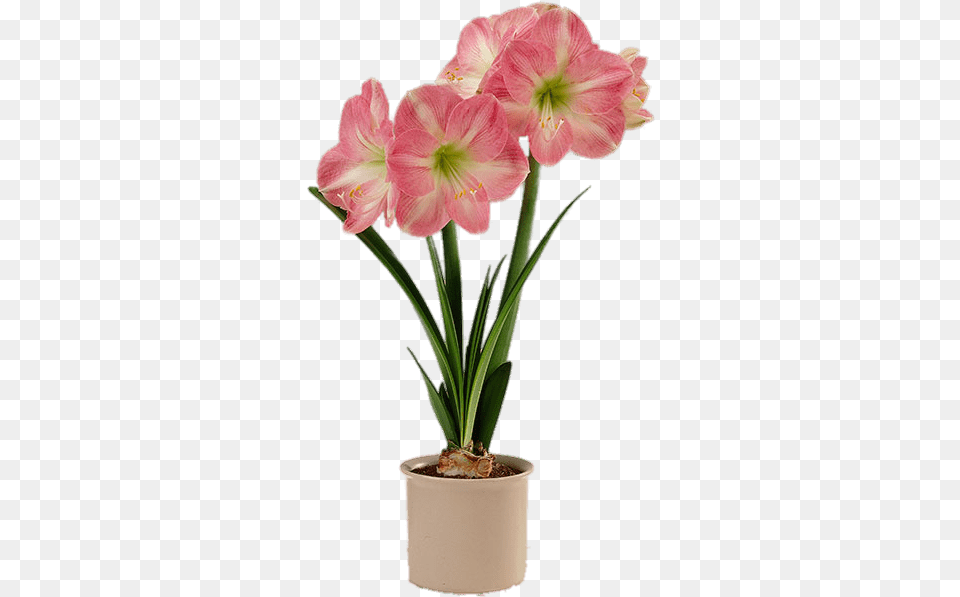 Pink And White Amaryllis In Flower Pot Artificial Flower Pot, Plant, Geranium, Flower Arrangement Png Image