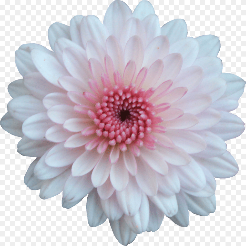 Pink And White Flowers 1 Image Pink And White Flower, Dahlia, Daisy, Plant, Petal Png