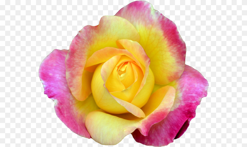 Pink And Yellow Rose Portable Network Graphics, Flower, Plant, Petal Free Transparent Png