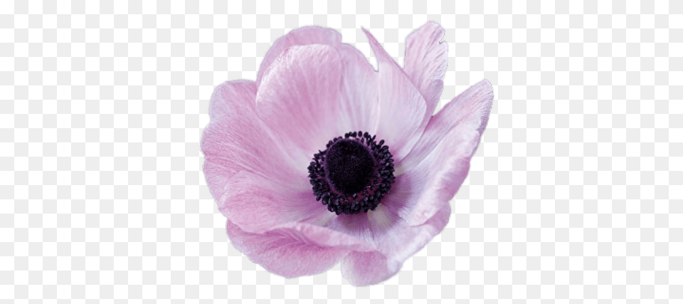 Pink Anemone, Flower, Plant, Rose, Anther Png