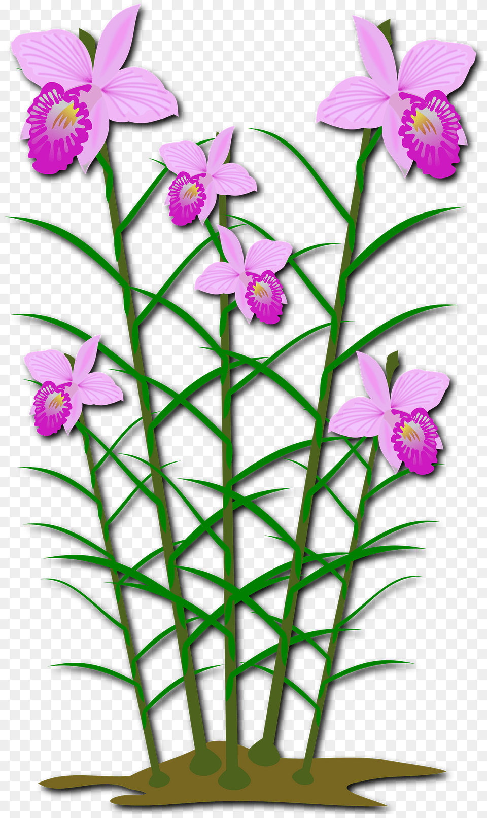 Pink Arundina Flowers With Long Stems Clipart, Flower, Plant, Orchid, Flower Arrangement Free Png Download
