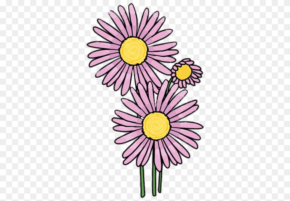 Pink Aster Clipart, Daisy, Flower, Plant Free Png Download