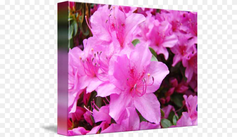 Pink Azalea Image Azalea, Flower, Geranium, Petal, Plant Png