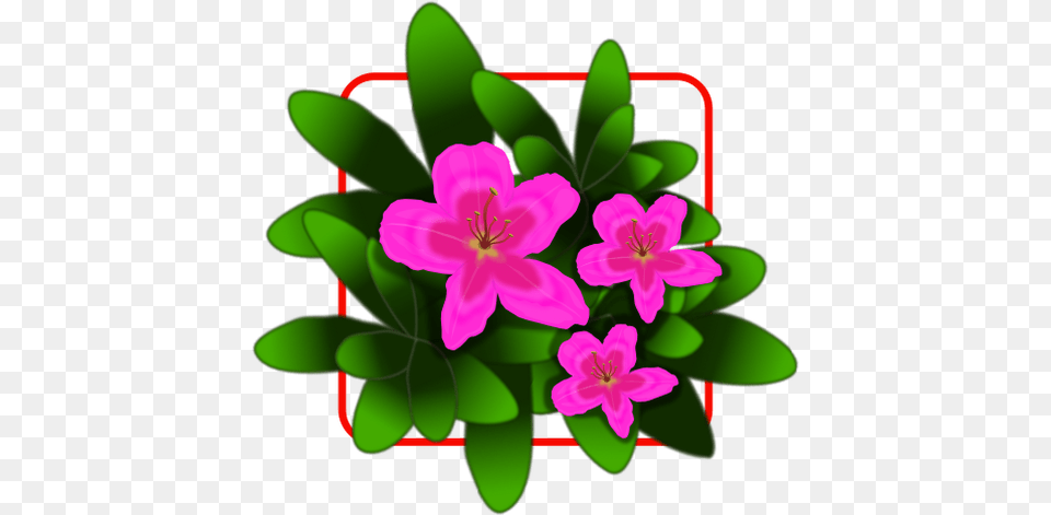 Pink Azalea Vector Drawing, Geranium, Plant, Petal, Flower Png