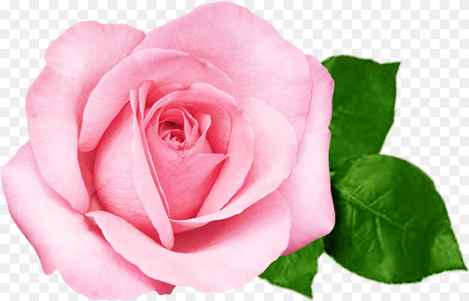 Pink Beautiful Flower Rose, Plant, Petal Png Image