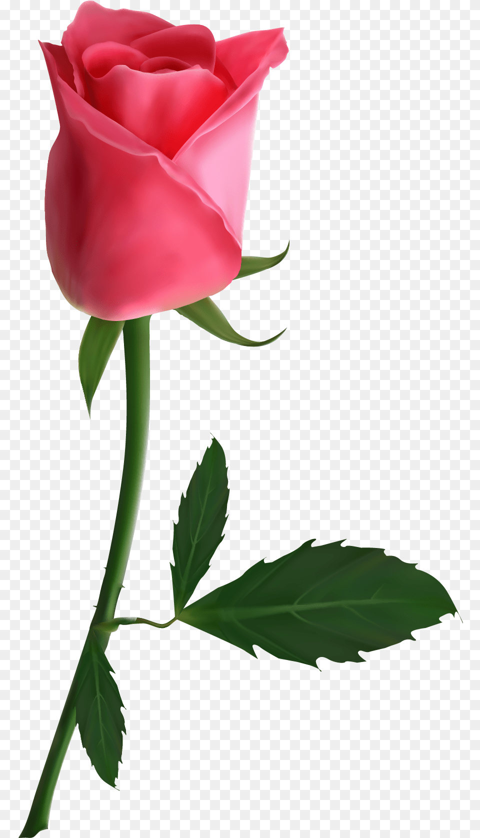 Pink Beautiful Flowers Roses, Flower, Plant, Rose Free Transparent Png