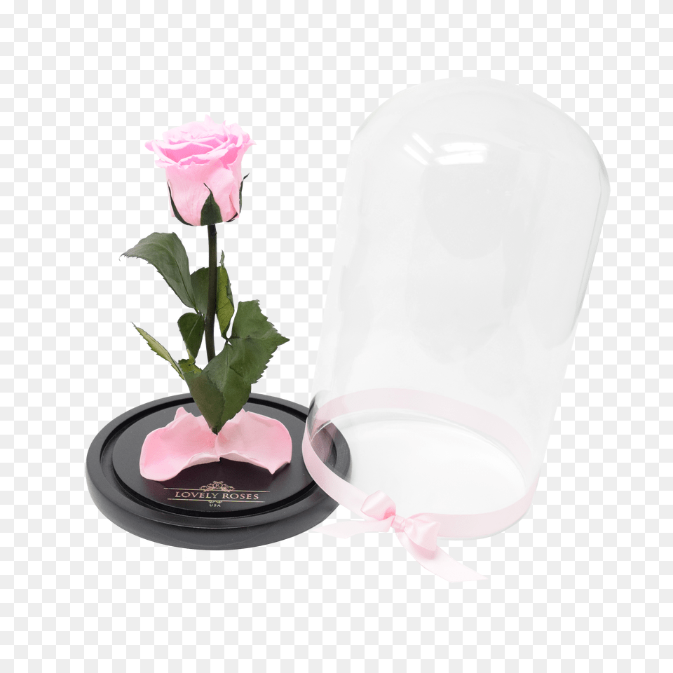 Pink Beauty The Beast Free Transparent Png