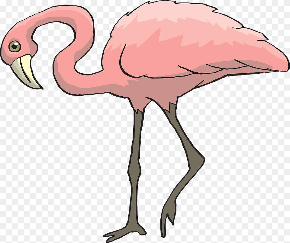 Pink Bird Flamingo Long Neck, Animal, Kangaroo, Mammal Png