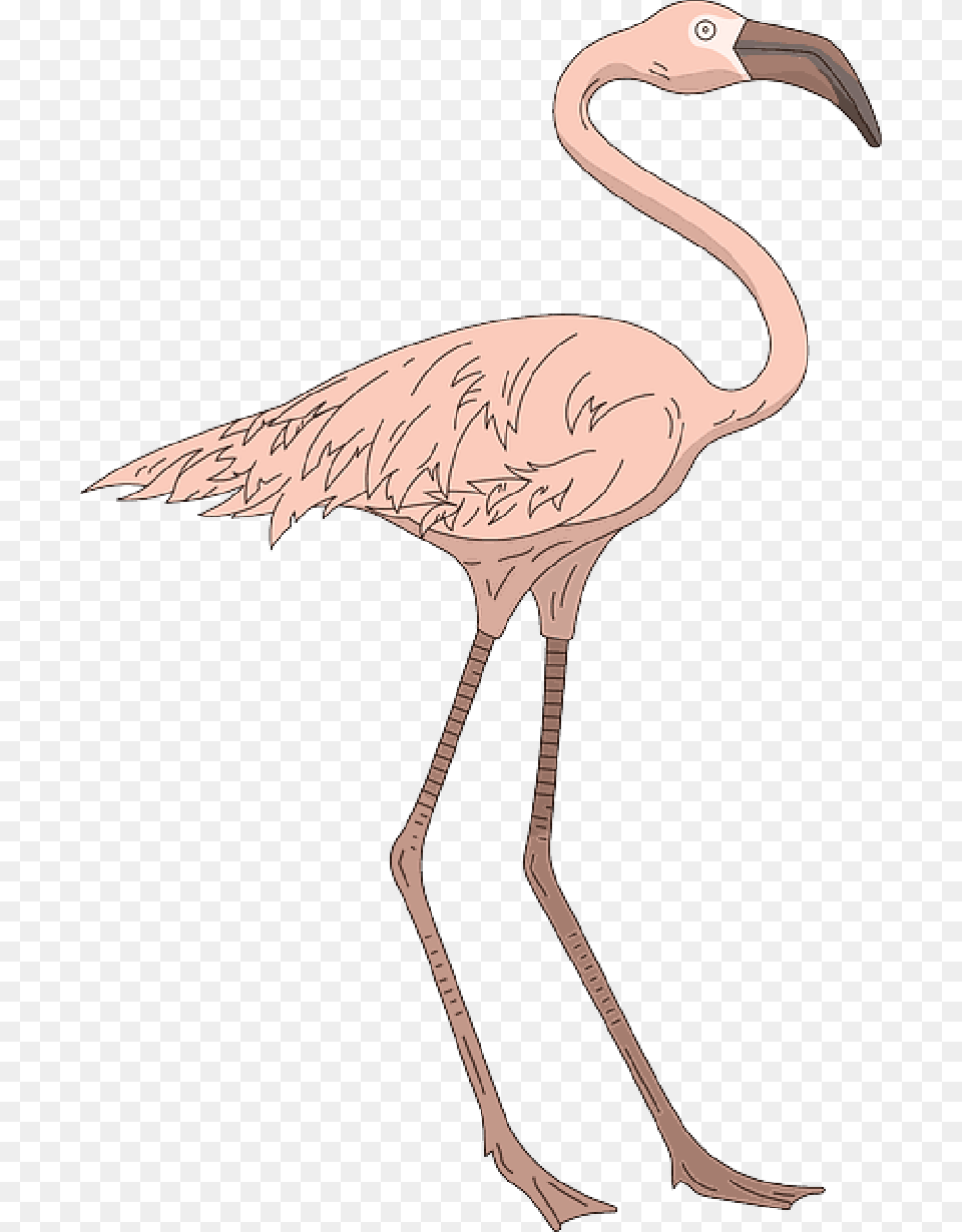 Pink Bird Wings Flamingo Long Standing Neck Greater Flamingo, Animal, Waterfowl Free Transparent Png