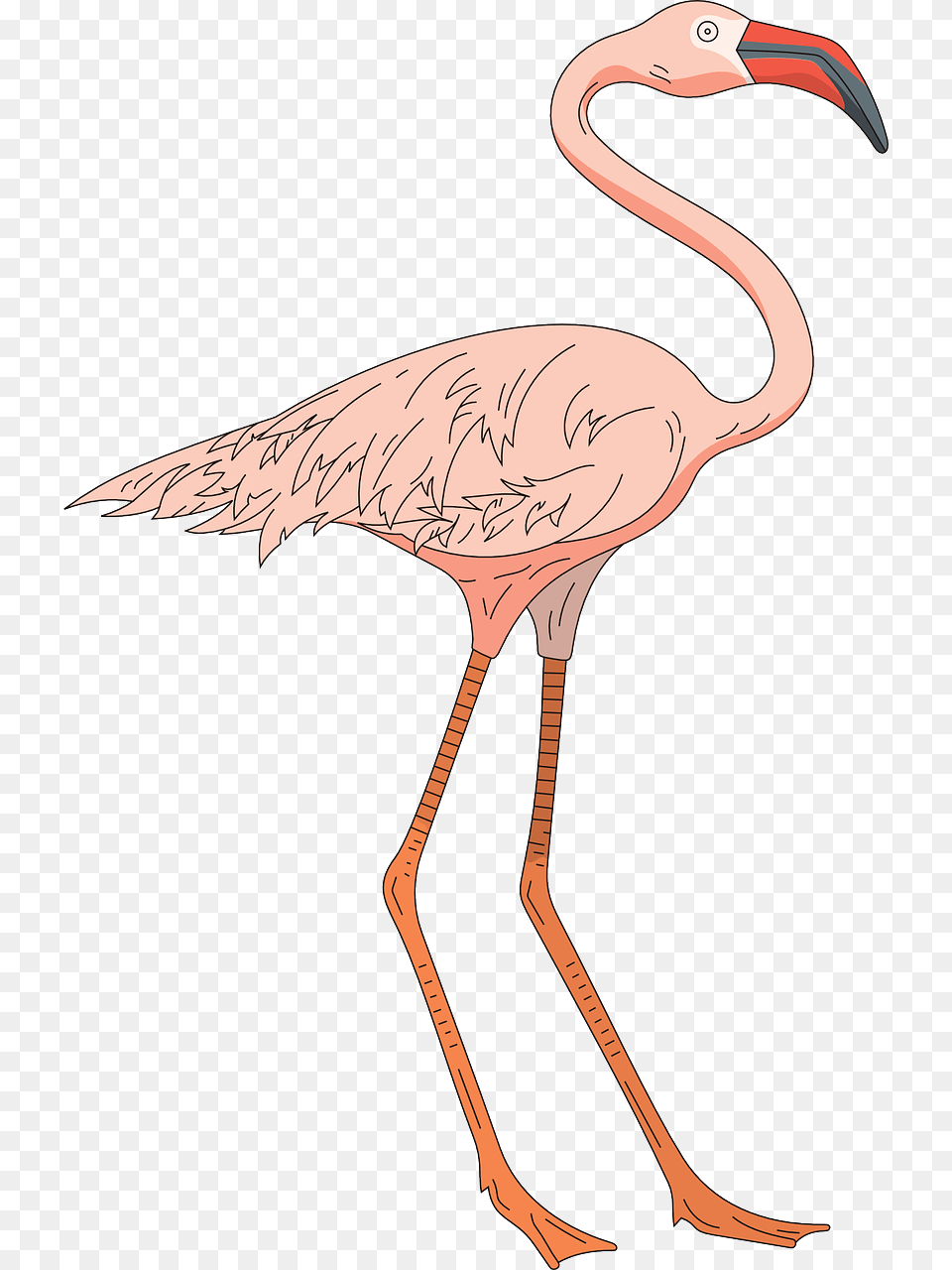 Pink Bird Wings Picture Cartoon Flamingo Legs, Animal, Beak, Waterfowl Free Png