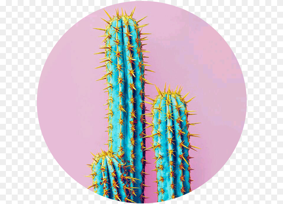 Pink Blue Cactus Cato Azul Rosa Glitch Verde Neon Cactus, Plant Png Image