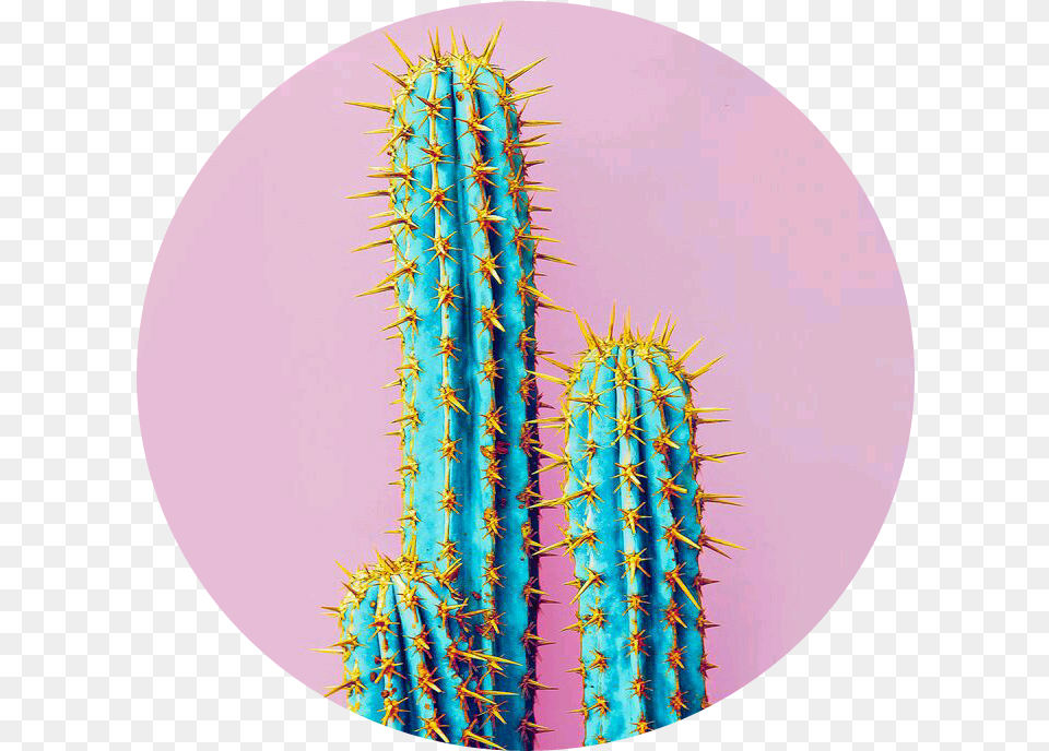 Pink Blue Cactus Cato Azul Rosa Sticker By Sofia Set Neon Cactus, Plant Free Png Download