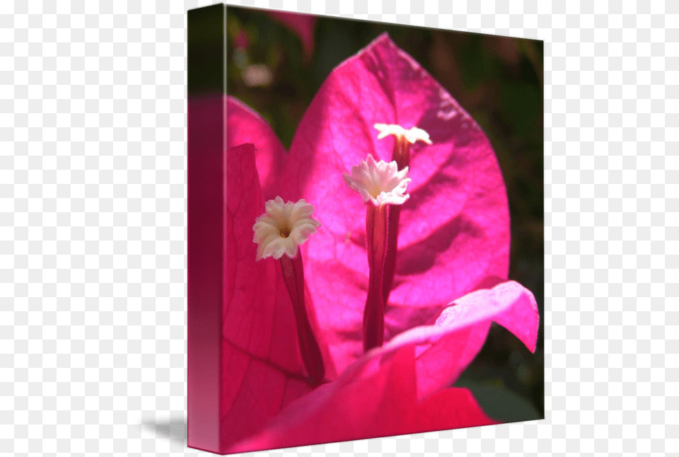 Pink Bougainvillea By Steven Nicolaides, Flower, Geranium, Petal, Plant Free Png Download