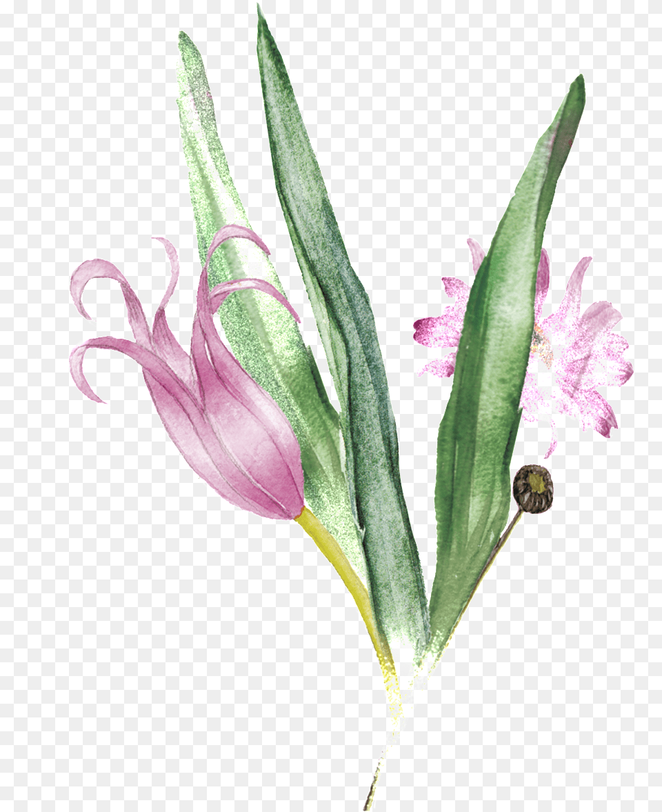 Pink Bouquet Transparent Decorative Gladiolus, Flower, Plant, Acanthaceae, Petal Png