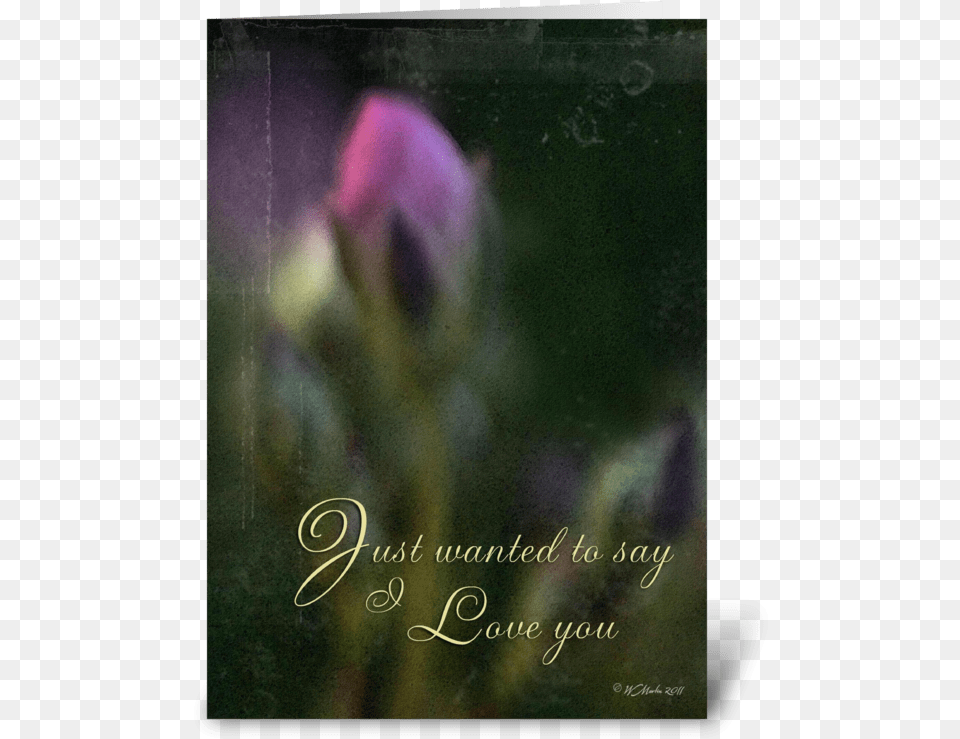 Pink Bud Romantic Card Greeting Card Hybrid Tea Rose, Flower, Plant, Purple, Sprout Png
