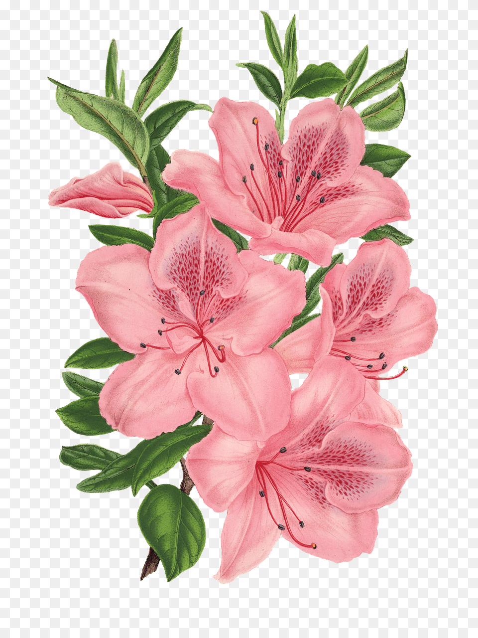 Pink Bunch Of Flowers Drawing, Flower, Plant, Rose, Geranium Png