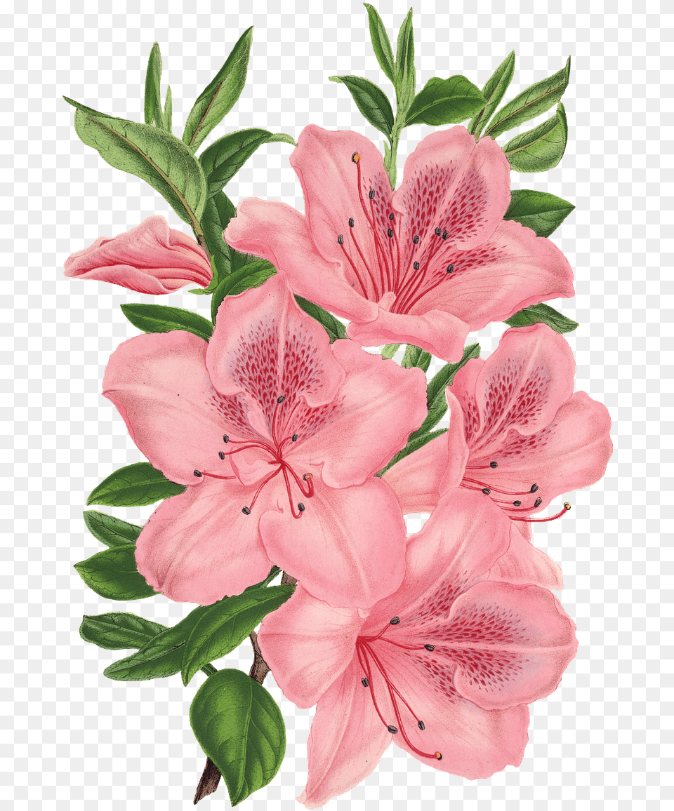 Pink Bunch Of Flowers Drawing Drawing Of Pink Flowers, Flower, Plant, Rose Png