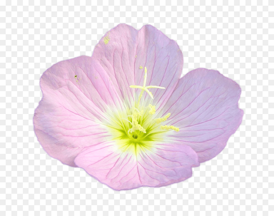 Pink Buttercup, Anther, Flower, Geranium, Petal Png Image