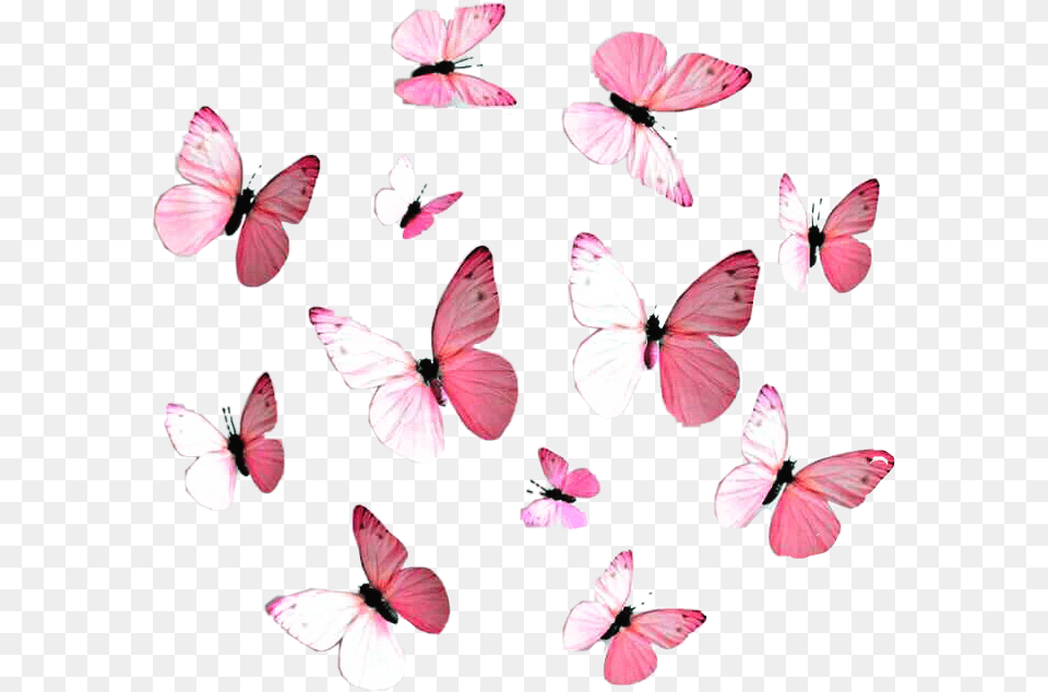 Pink Butterflies Red Pink Blue Purple, Flower, Petal, Plant, Animal Png