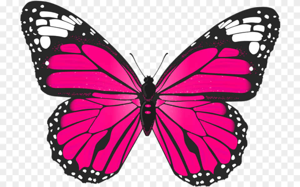 Pink Butterfly Butterfly Pink, Animal, Insect, Invertebrate, Appliance Free Png Download