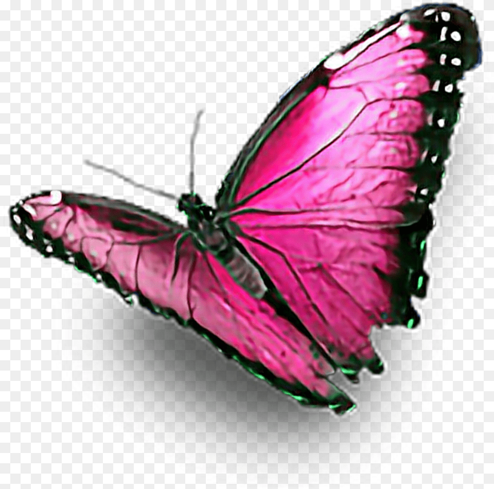 Pink Butterfly Ftestickers Colourful Butterfly Hd, Animal, Insect, Invertebrate Png