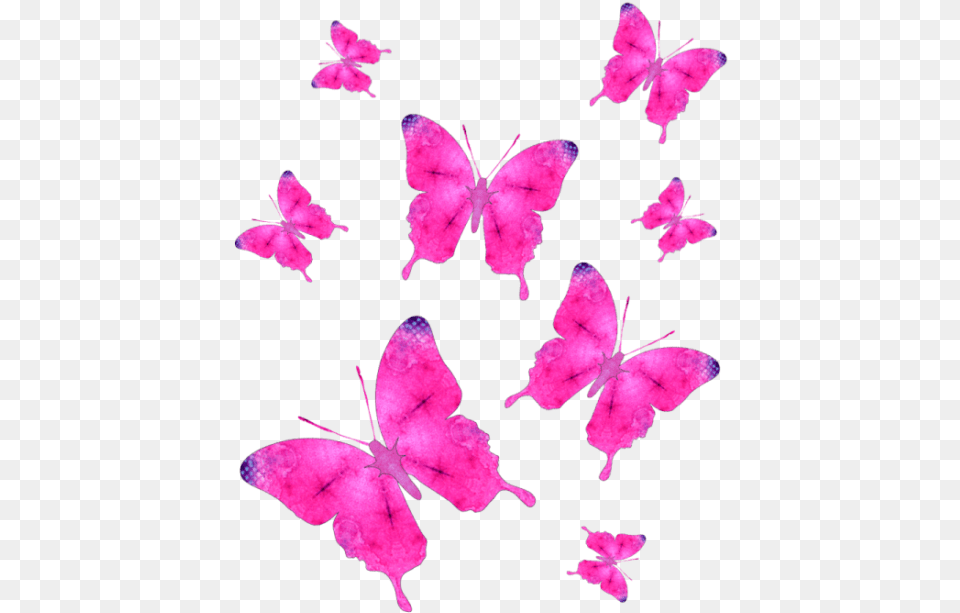 Pink Butterfly Group, Flower, Petal, Plant Png