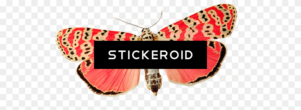 Pink Butterfly Image, Animal, Insect, Invertebrate, Moth Free Png Download