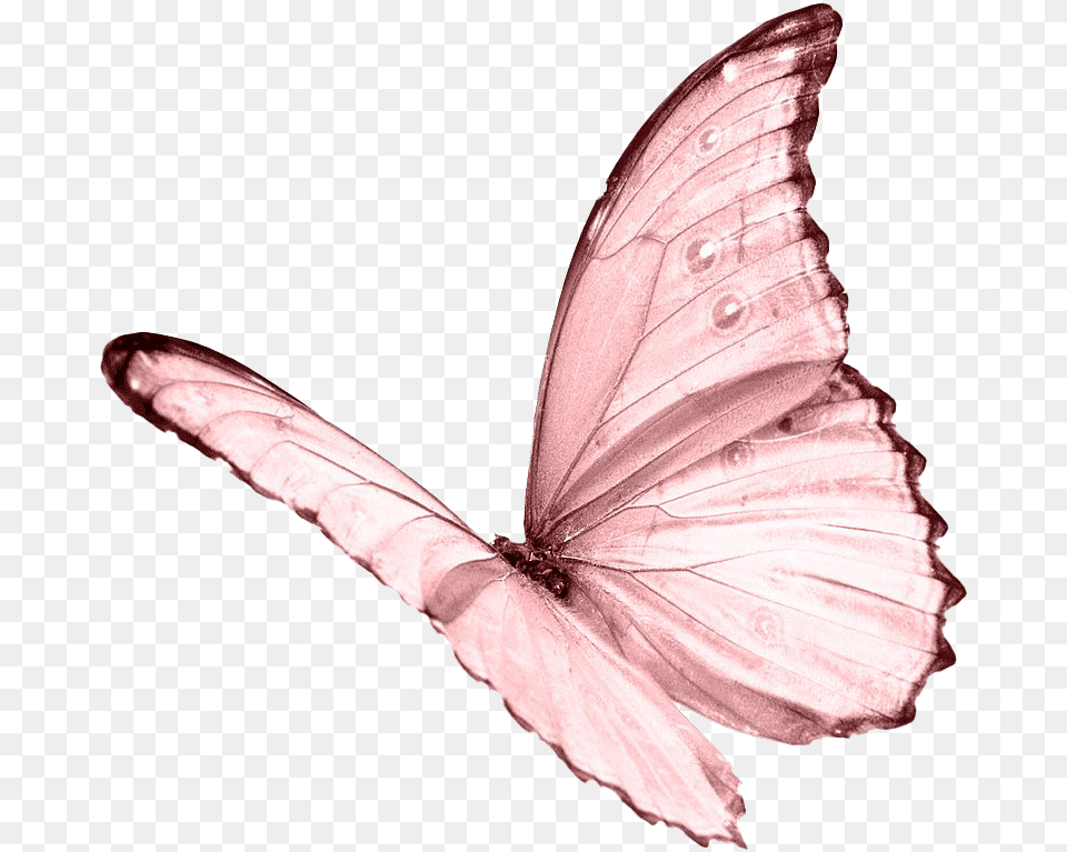 Pink Butterfly Image Transparent Pink Butterfly Transparent, Animal, Insect, Invertebrate Png