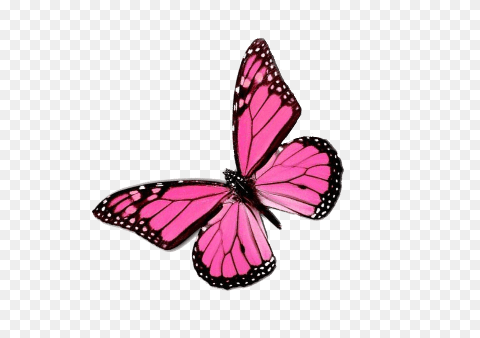 Pink Butterfly Images Les Baux De Provence, Animal, Insect, Invertebrate, Purple Png