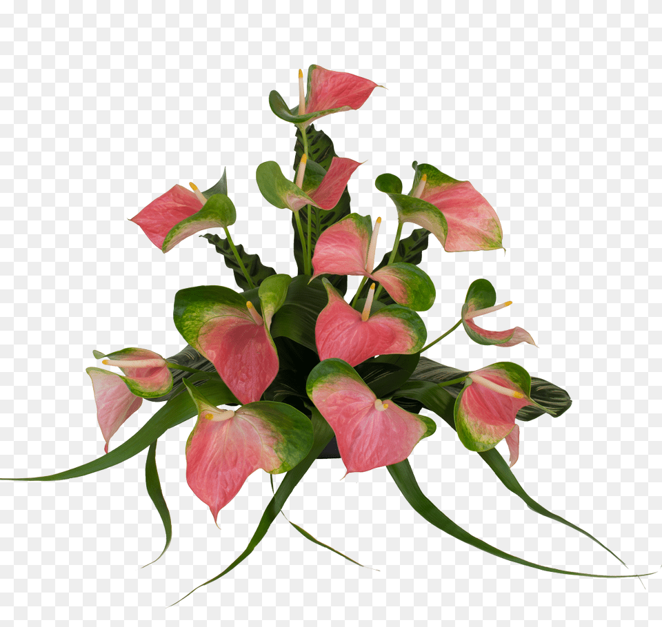 Pink Butterfly Medium Anthuriums, Flower, Flower Arrangement, Plant, Flower Bouquet Png Image