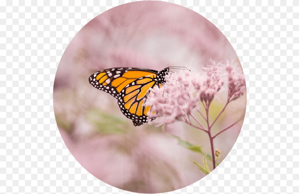 Pink Butterfly Monarch Butterfly, Animal, Insect, Invertebrate, Flower Png