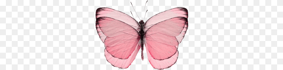 Pink Butterfly Pink Butterfly, Animal, Insect, Invertebrate Free Png