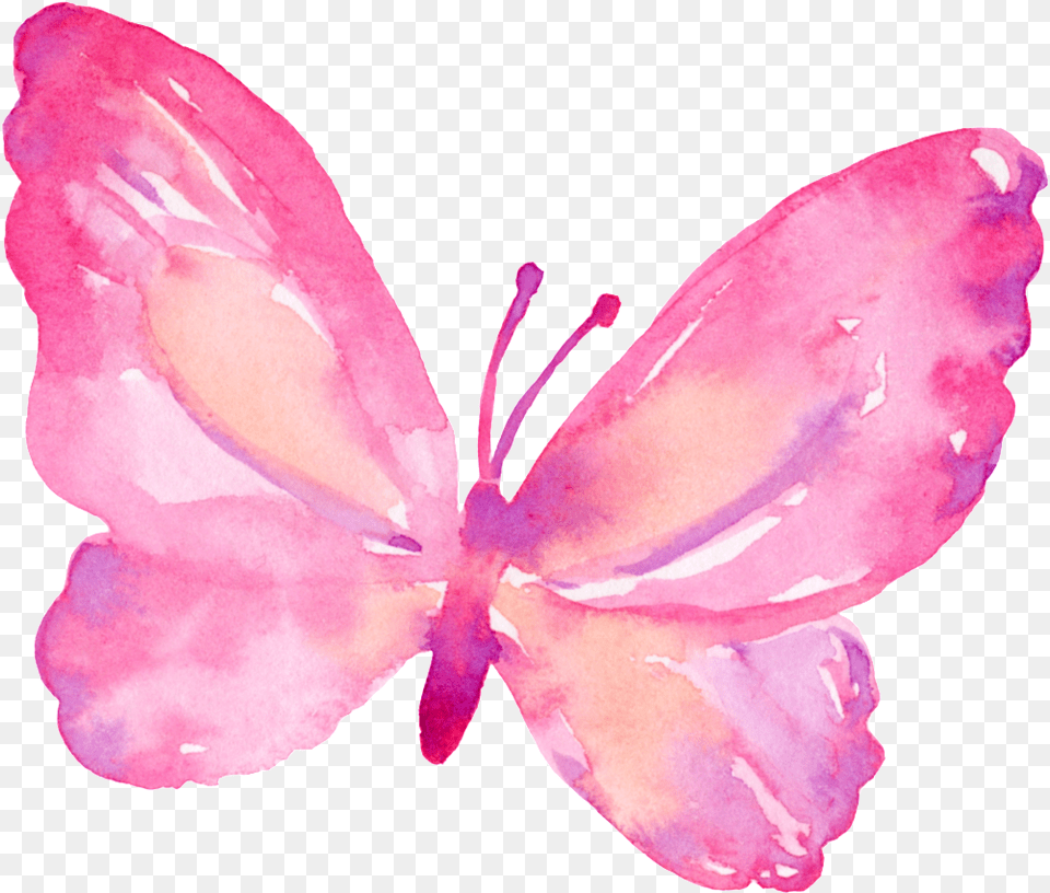 Pink Butterfly Transparent Borboletas Fundo Transparente, Flower, Petal, Plant, Rose Free Png