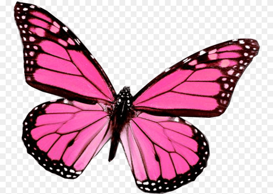 Pink Butterfly Wing, Animal, Insect, Invertebrate, Monarch Free Png Download