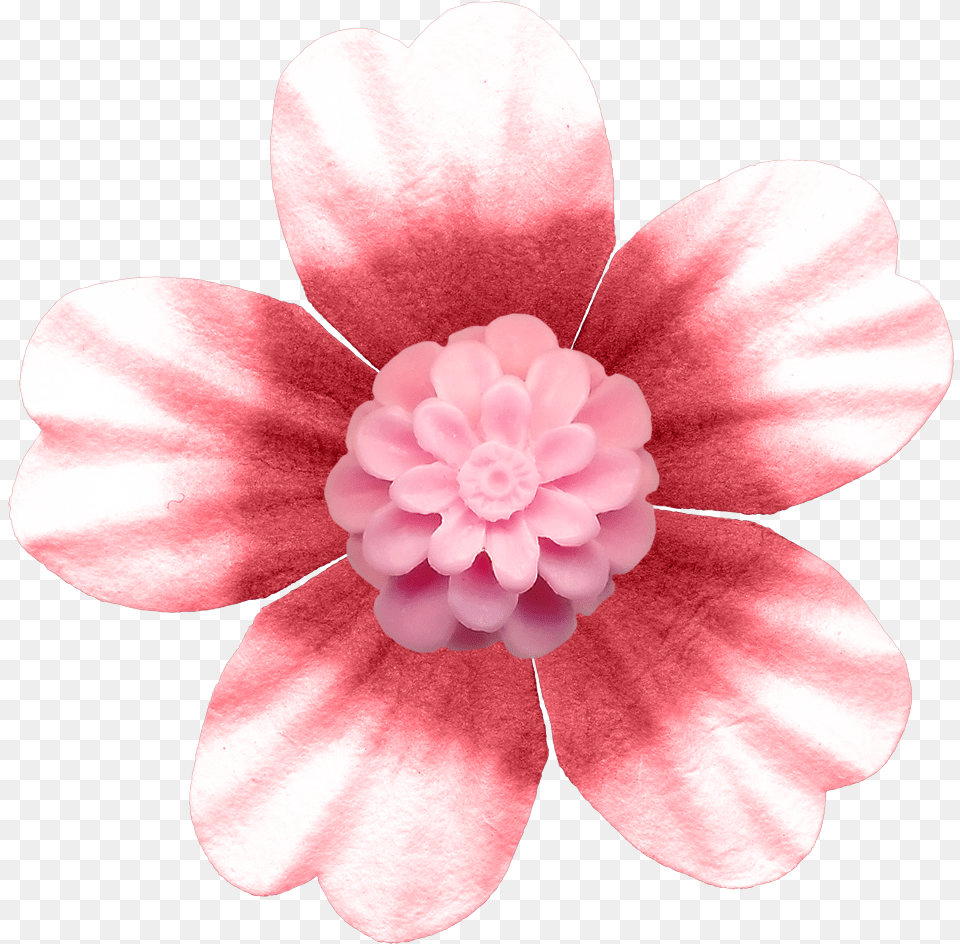 Pink Button Flower Rose Pink Flower Buttons Download Artificial Flower, Anemone, Dahlia, Petal, Plant Png