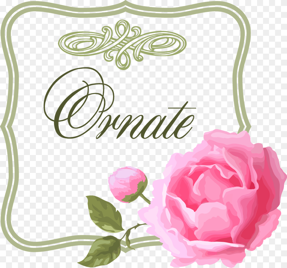 Pink Cabbage Rose Border, Envelope, Flower, Greeting Card, Mail Png Image