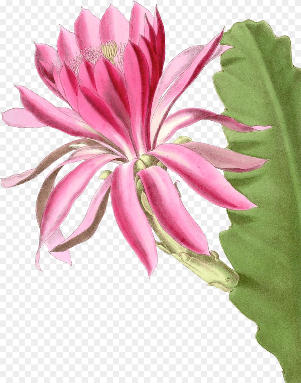 Pink Cactus Flower Free Stock Photo Public Domain Pictures Cactus, Anther, Petal, Plant, Dahlia Png