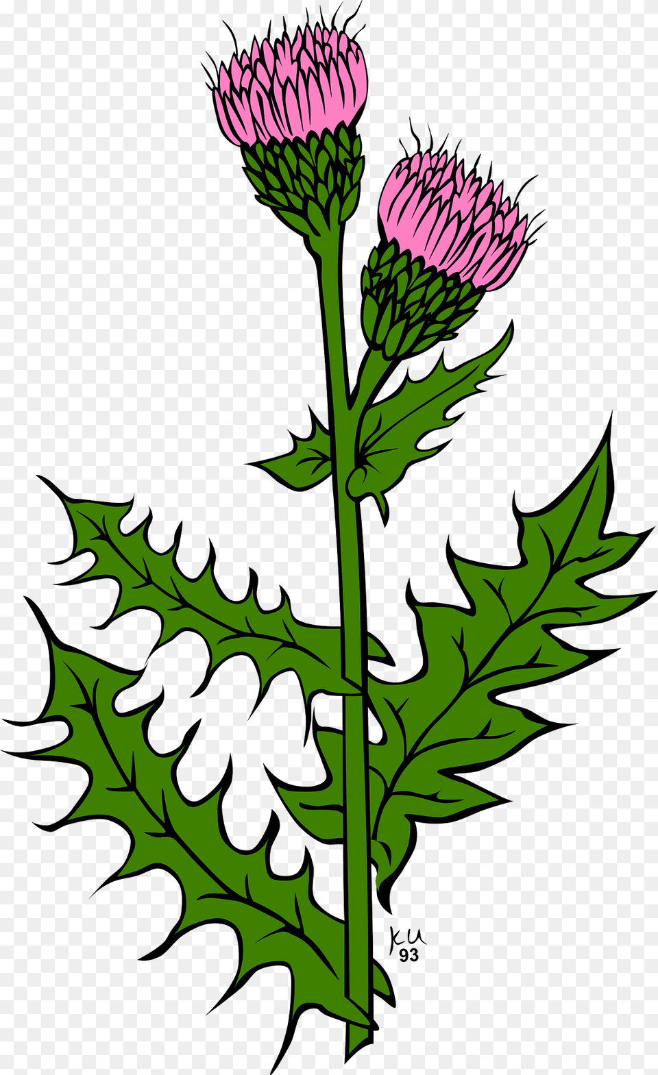 Pink Canada Thistle Clipart, Flower, Plant Free Png