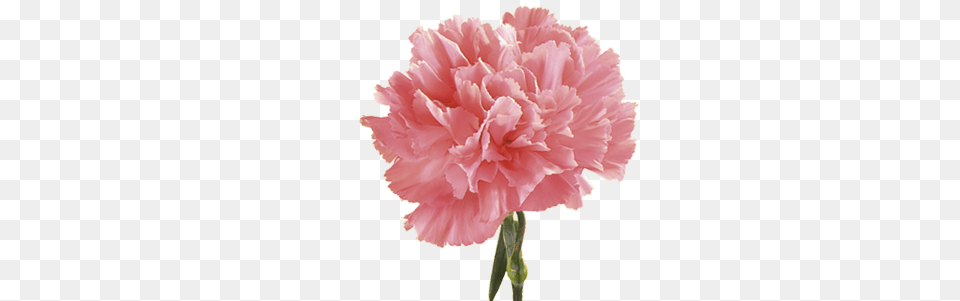 Pink Carnation Carnation Flower, Plant, Rose Free Png Download