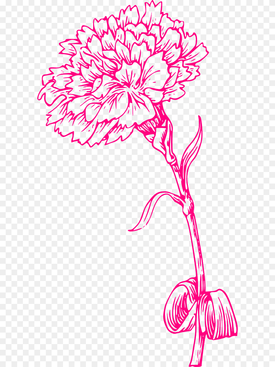Pink Carnation Clip Art, Flower, Plant, Purple, Pattern Free Transparent Png