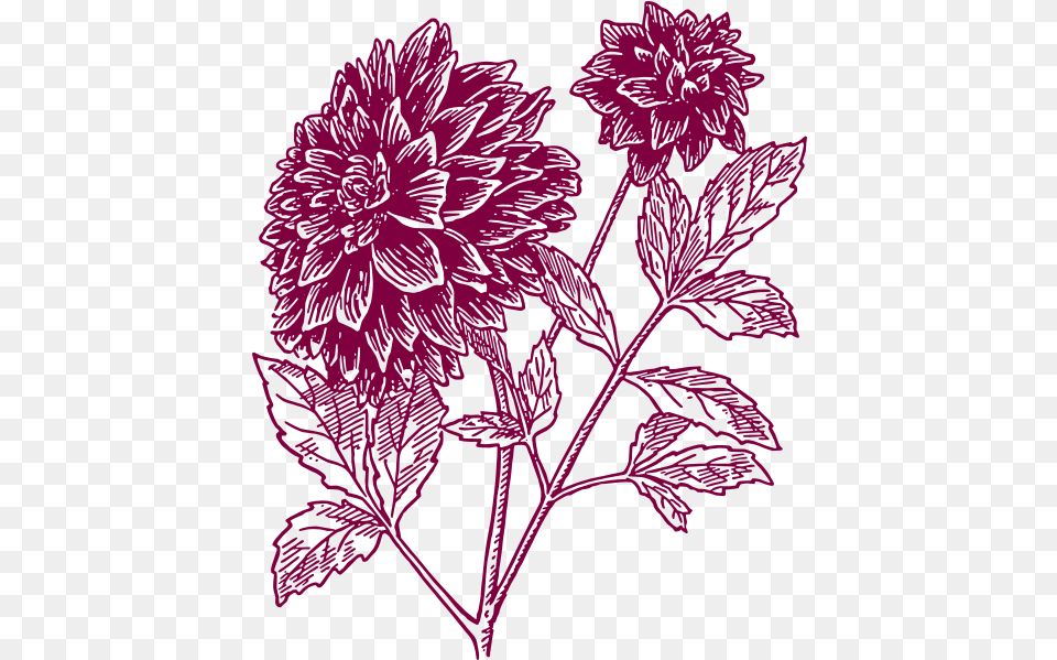 Pink Carnation Clip Art Drawing Black Dahlia Flower, Pattern, Plant, Purple, Floral Design Free Png Download