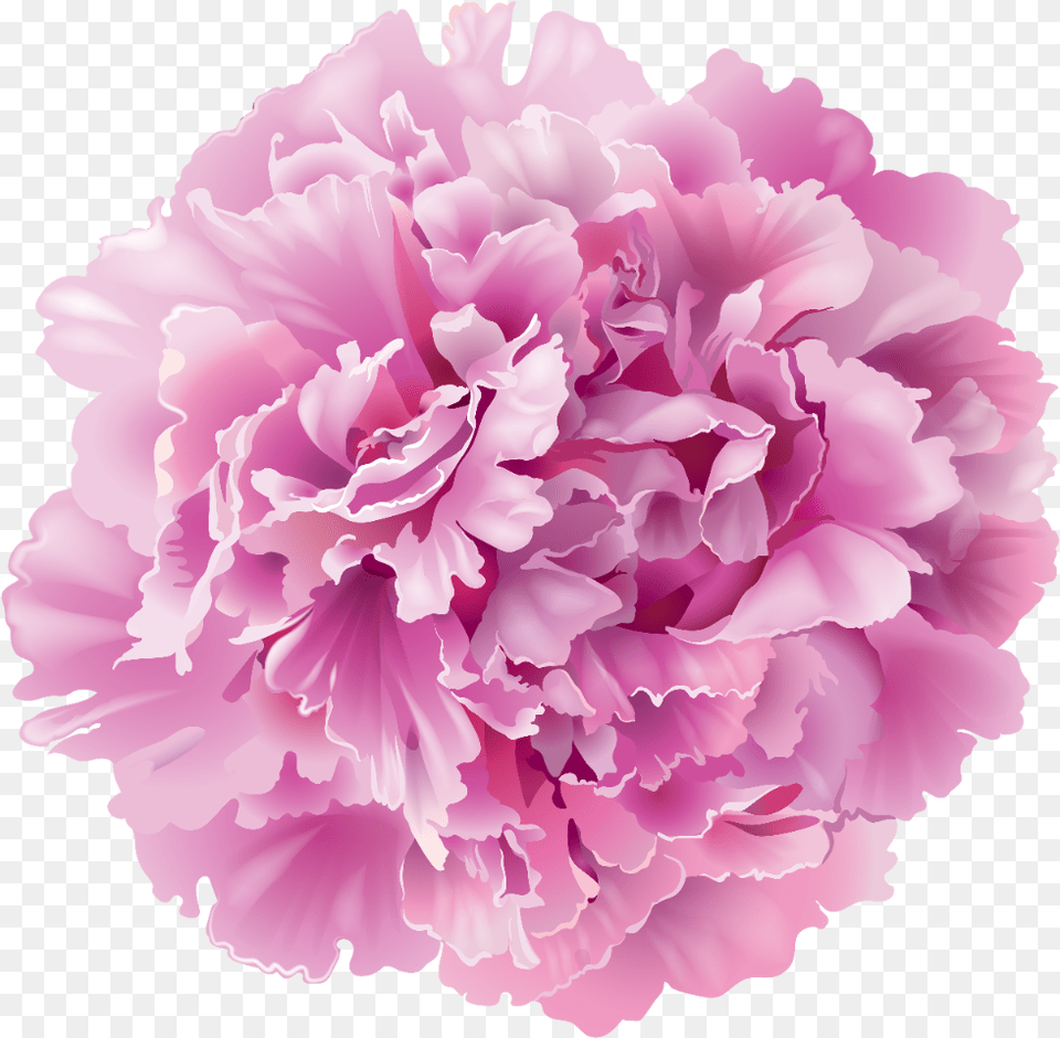 Pink Carnation Clip Art Freeuse In 2020 Transparent Peony Flower, Plant, Rose Png Image