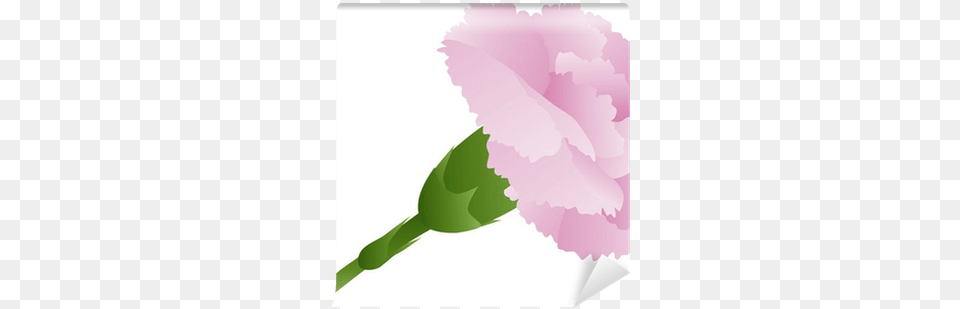 Pink Carnation Flower Illustration Wall Mural Pixers Illustration, Plant Png