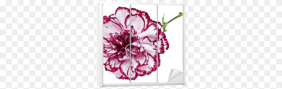 Pink Carnation Flower On White Background Wardrobe Claveles Con La Orilla Roja, Plant Png