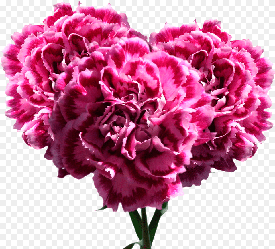Pink Carnation Flowers Low Price Carnation, Flower, Plant, Rose Free Png