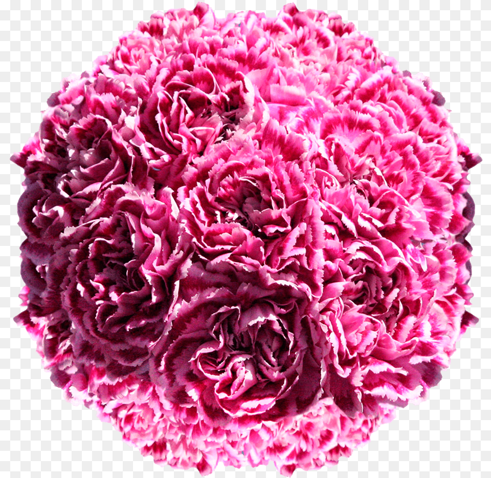 Pink Carnation For Floral Arrangements Carnation Bridesmaid Dianthus, Flower, Plant Free Png