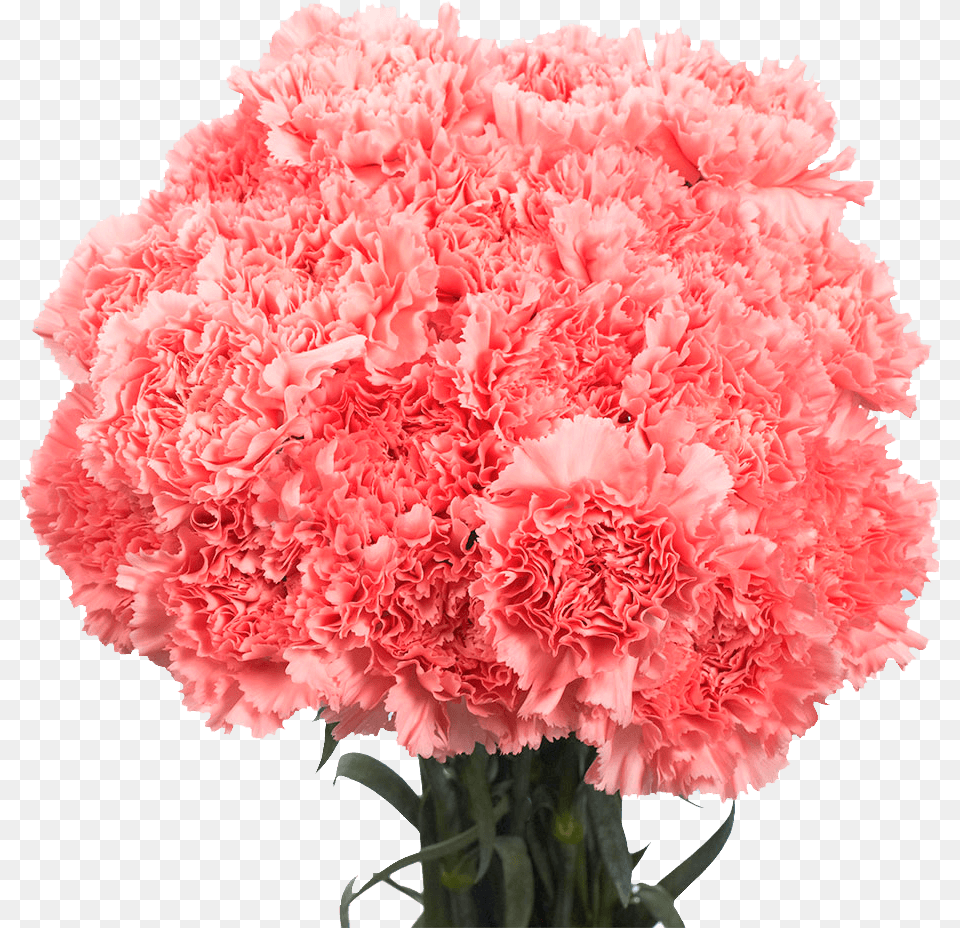 Pink Carnations, Carnation, Flower, Plant Png